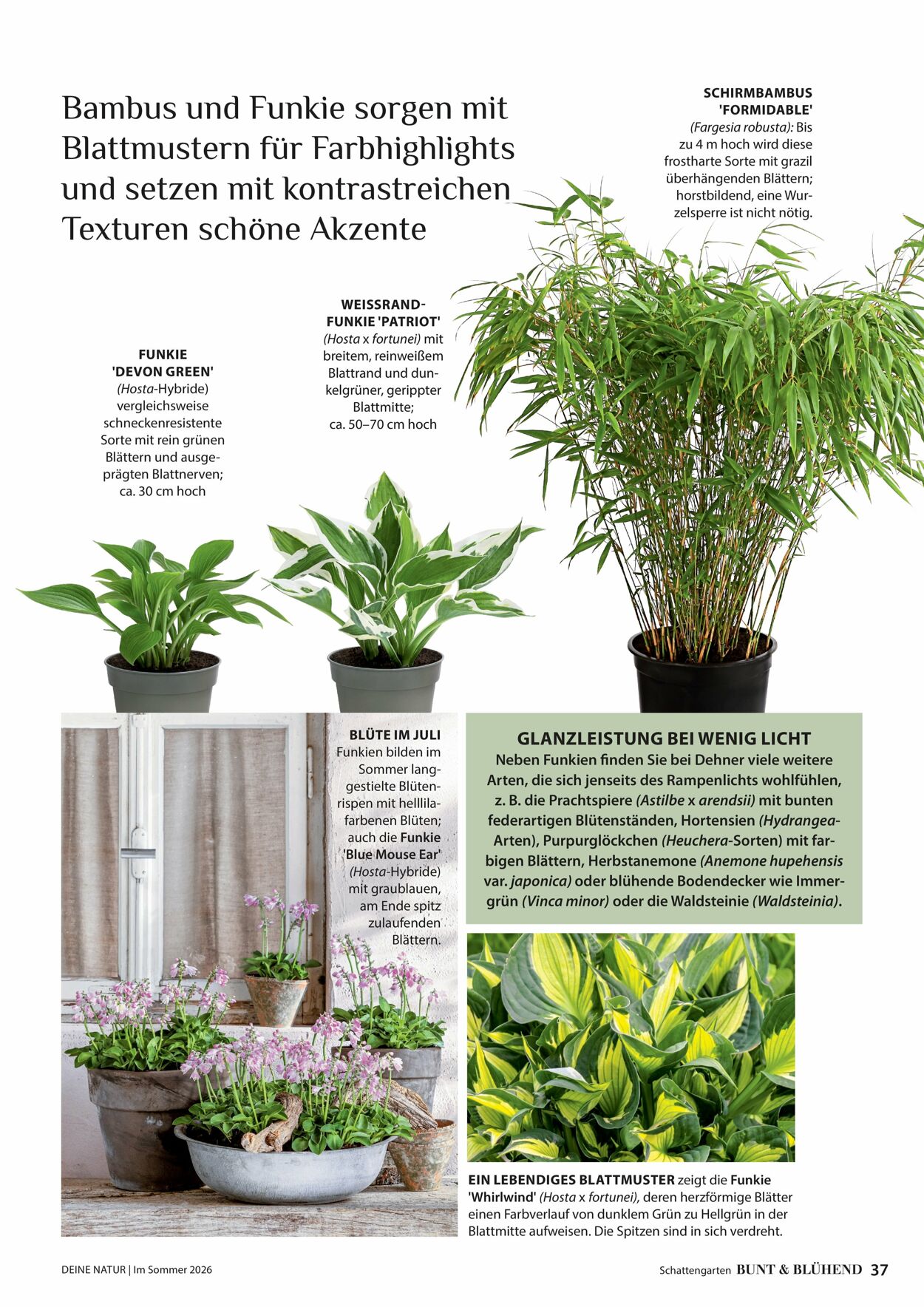 Prospekt Dehner 16.04.2026 - 24.04.2026