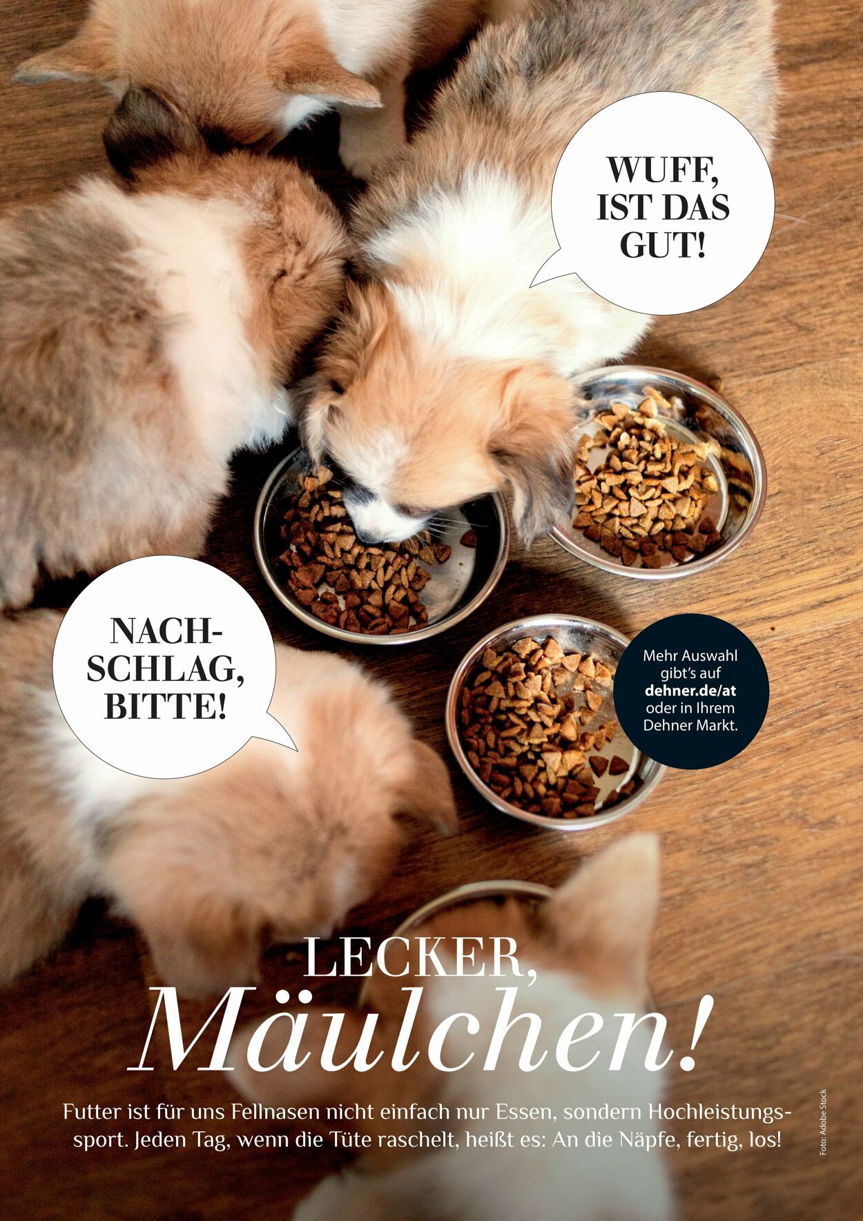 Prospekt Dehner 16.04.2026 - 24.04.2026