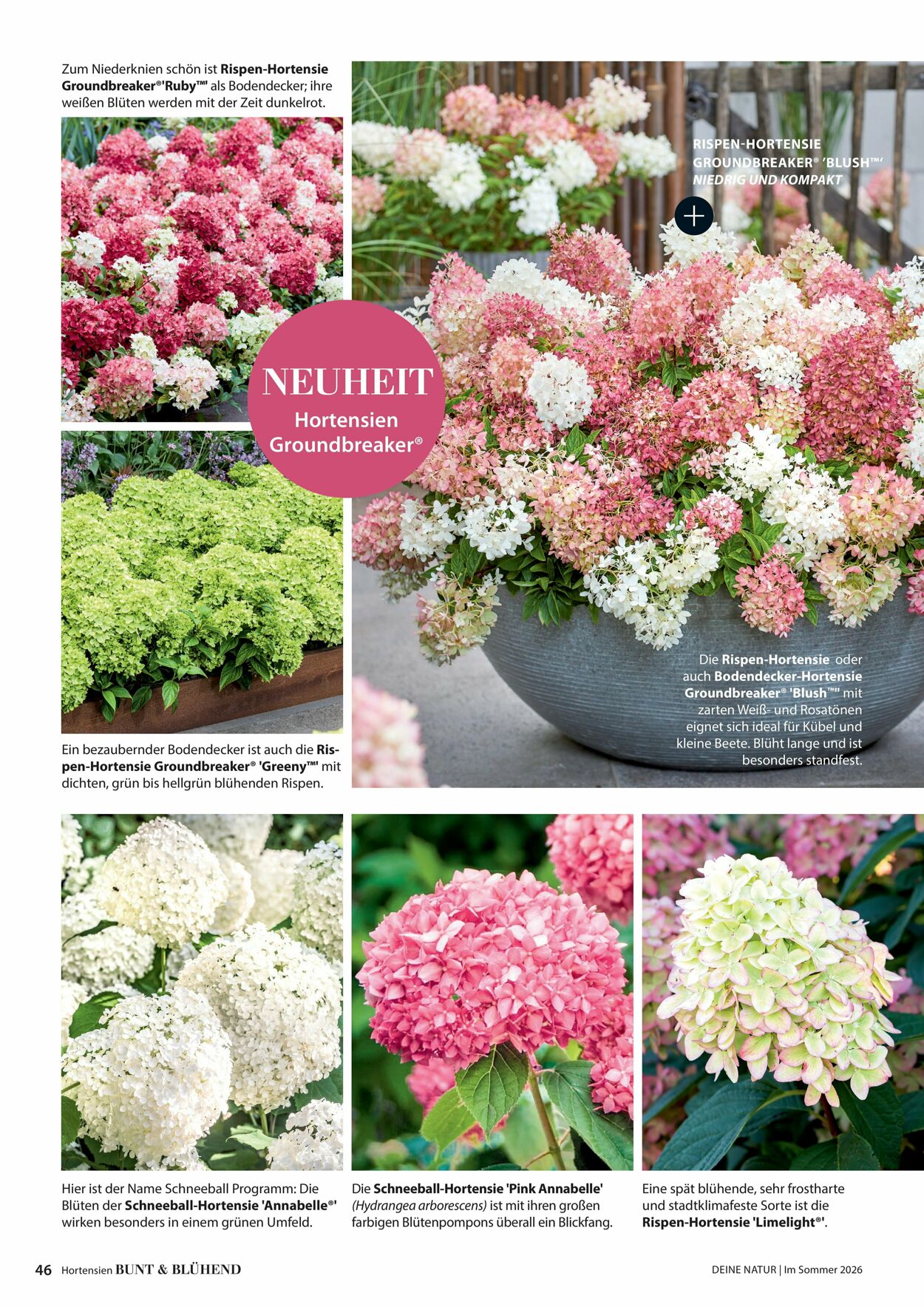 Prospekt Dehner 16.04.2026 - 24.04.2026