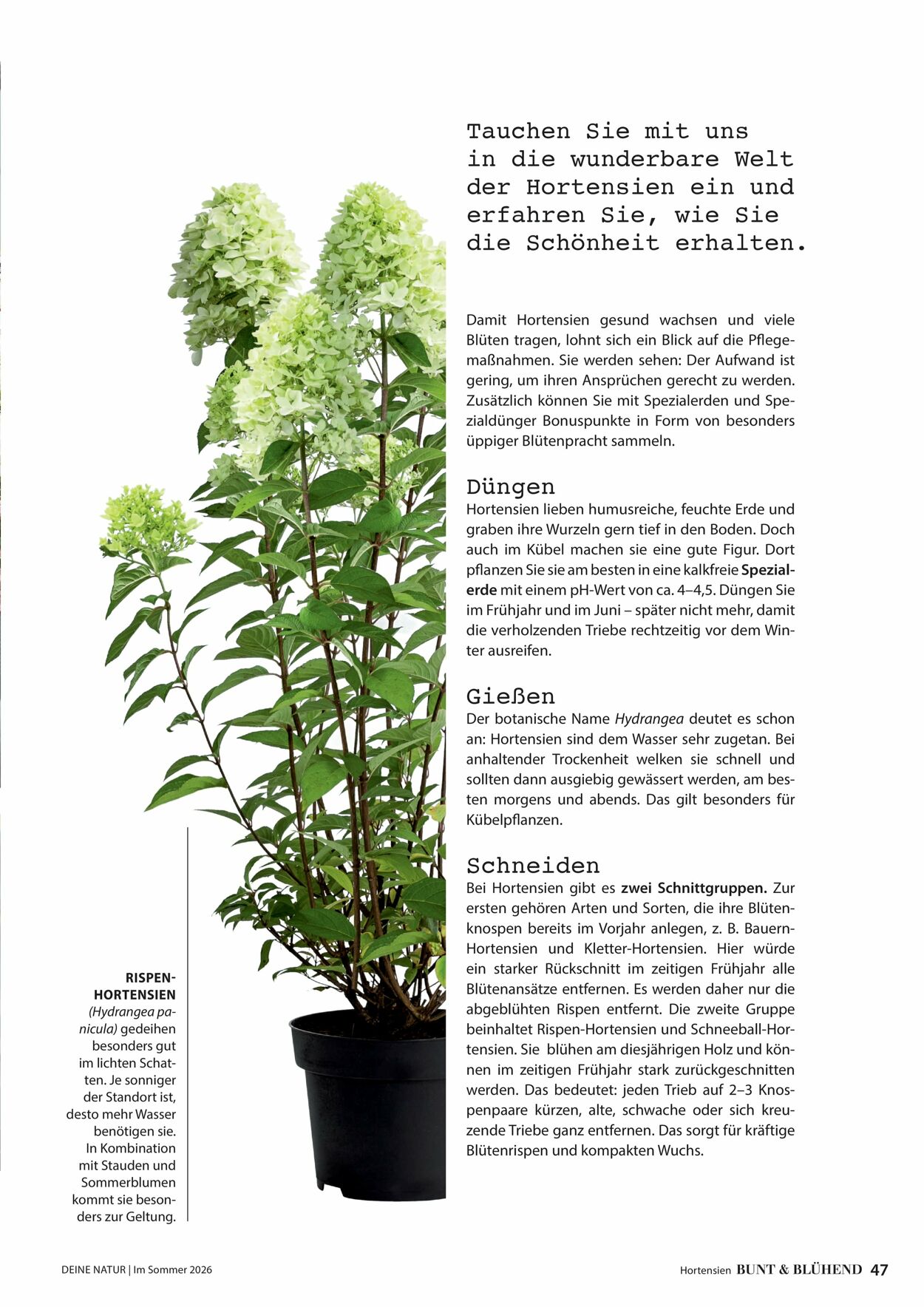 Prospekt Dehner 16.04.2026 - 24.04.2026