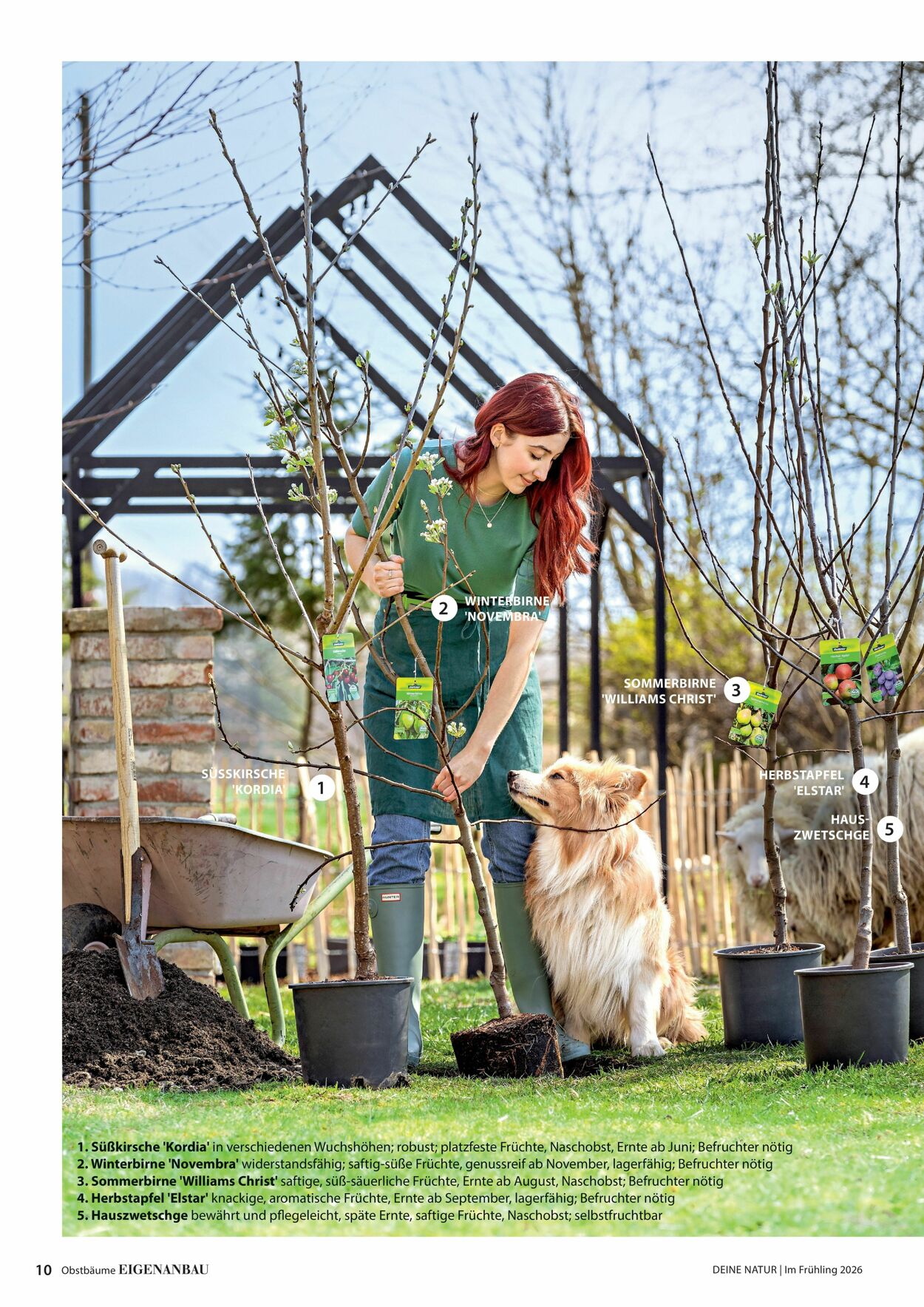 Prospekt Dehner 04.03.2026 - 12.03.2026