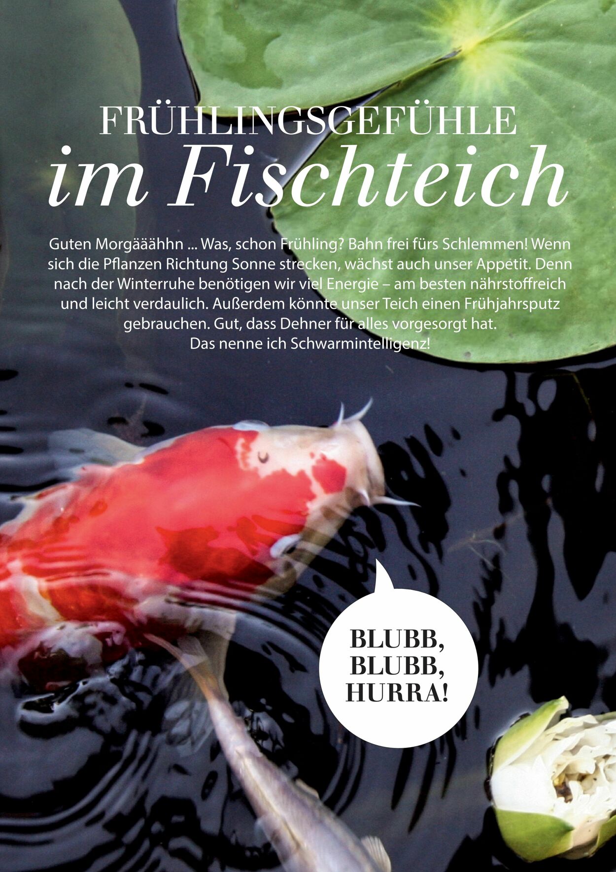 Prospekt Dehner 04.03.2026 - 12.03.2026