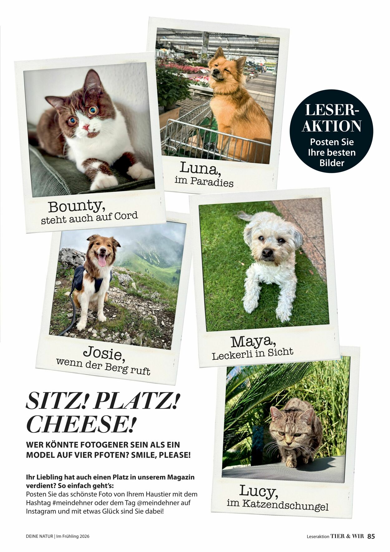 Prospekt Dehner 04.03.2026 - 12.03.2026