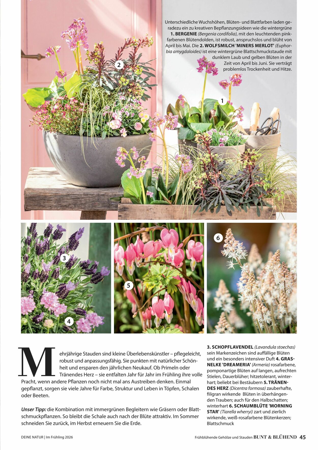 Prospekt Dehner 04.03.2026 - 12.03.2026