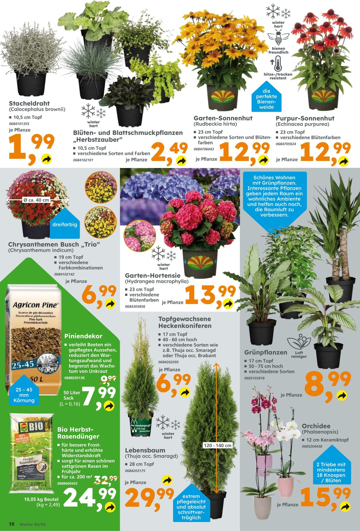 Prospekt Globus Baumarkt 31.08.2025 - 06.09.2025