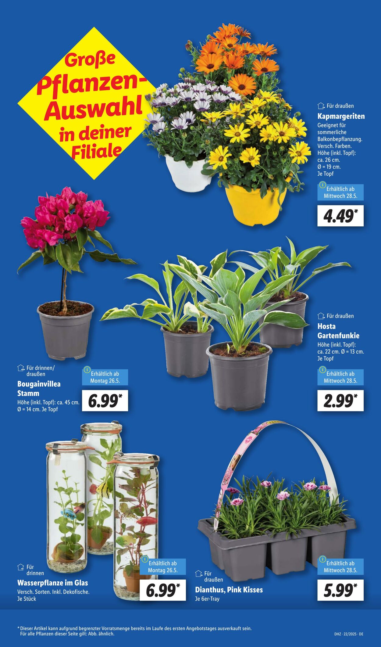 Prospekt Lidl 26.05.2025 - 31.05.2025