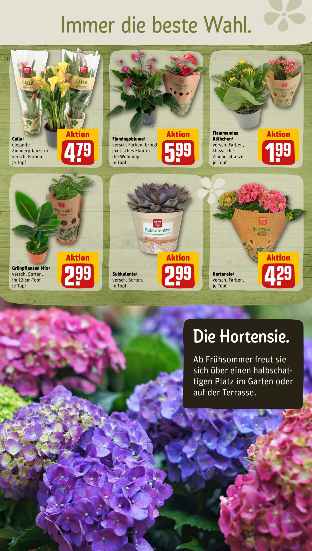 Prospekt Rewe 20.02.2023 - 25.02.2023