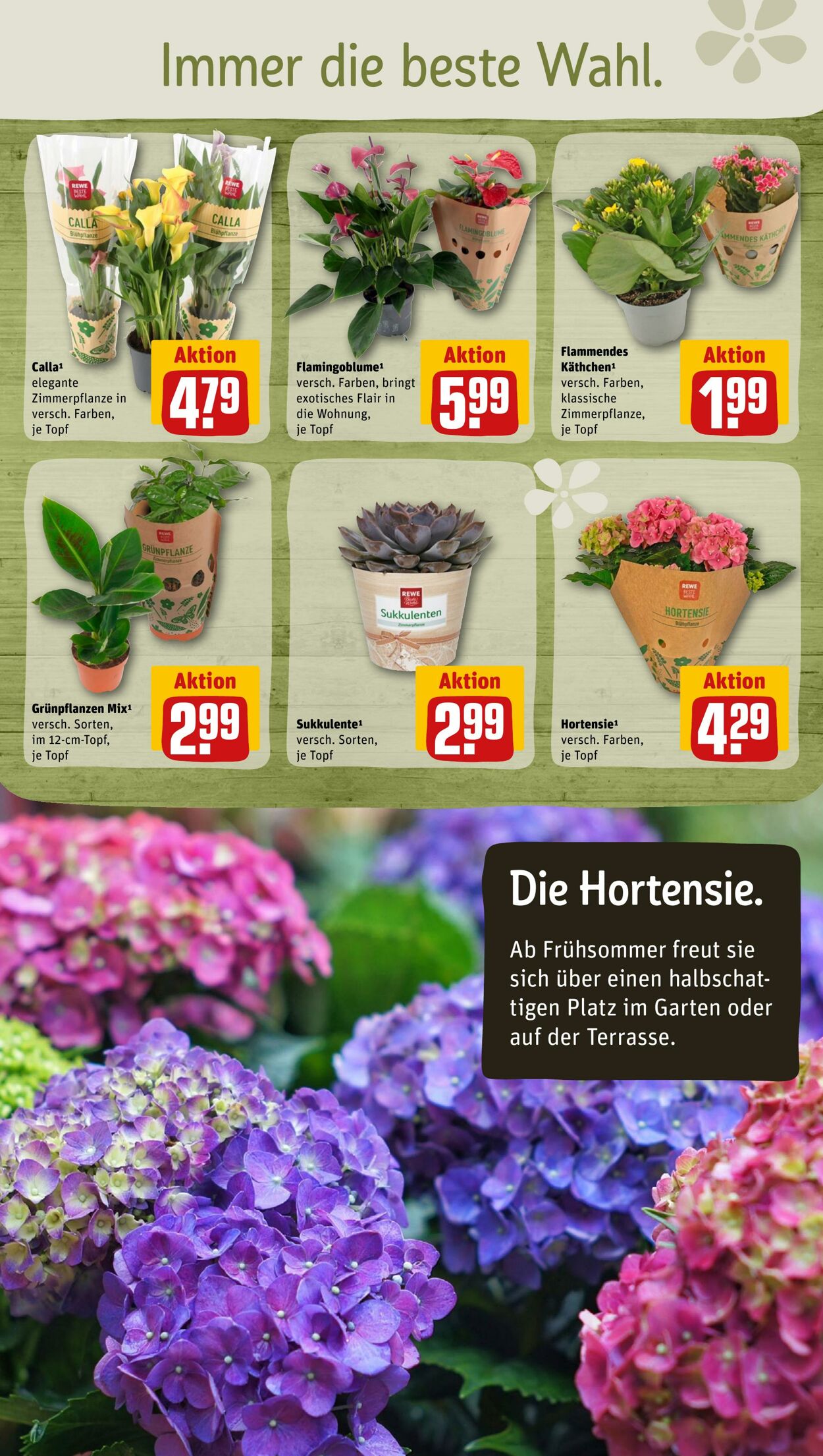 Prospekt Rewe 20.02.2023 - 25.02.2023