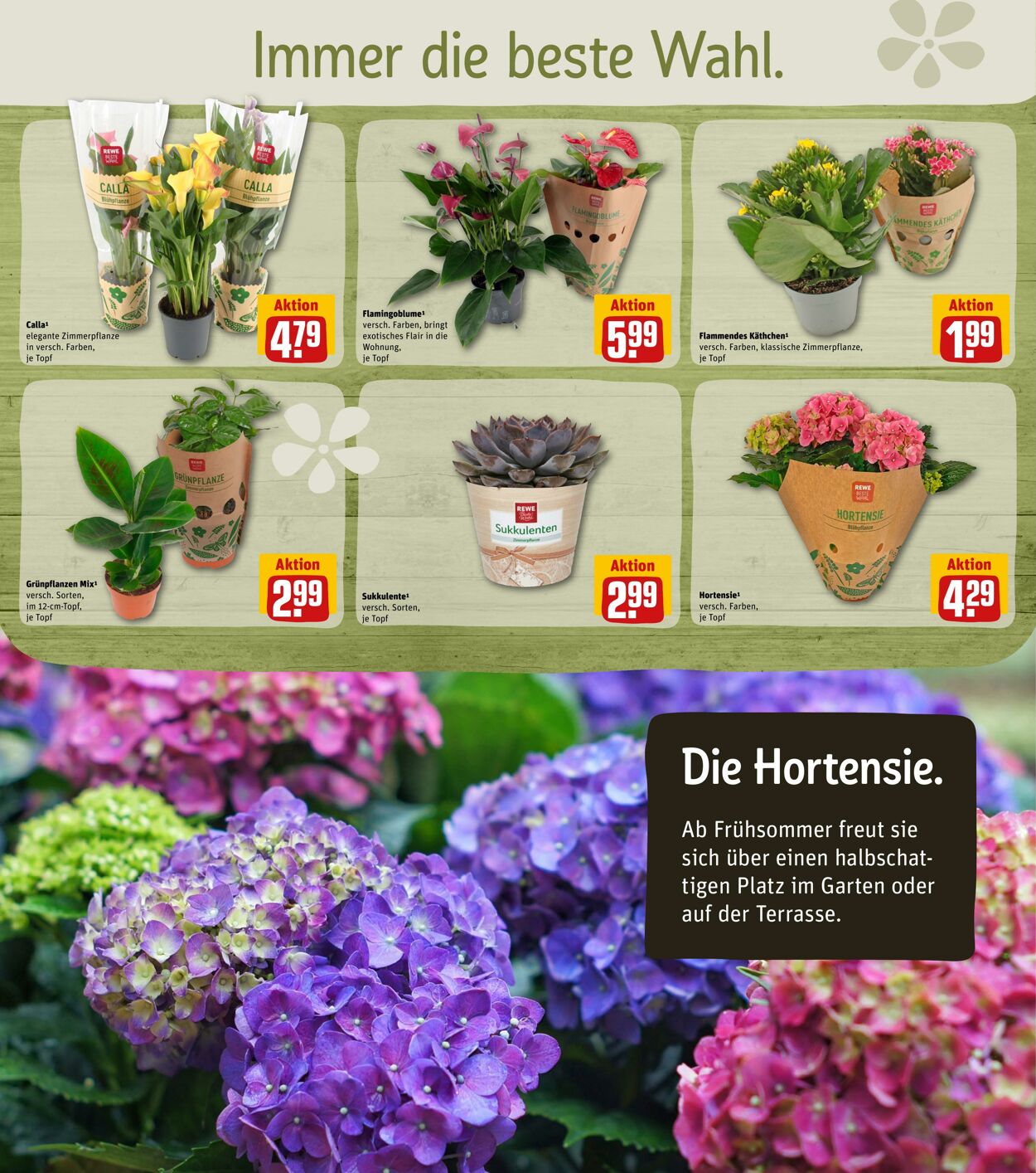 Prospekt Rewe 20.02.2023 - 25.02.2023